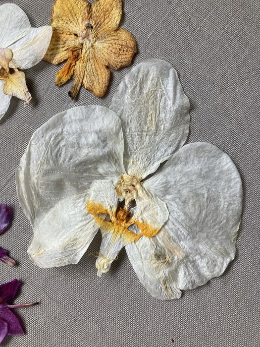 Орхідея пресована для творчості для епоксидки