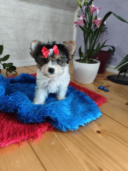 Yorkshire terrier biewier urocza sunia