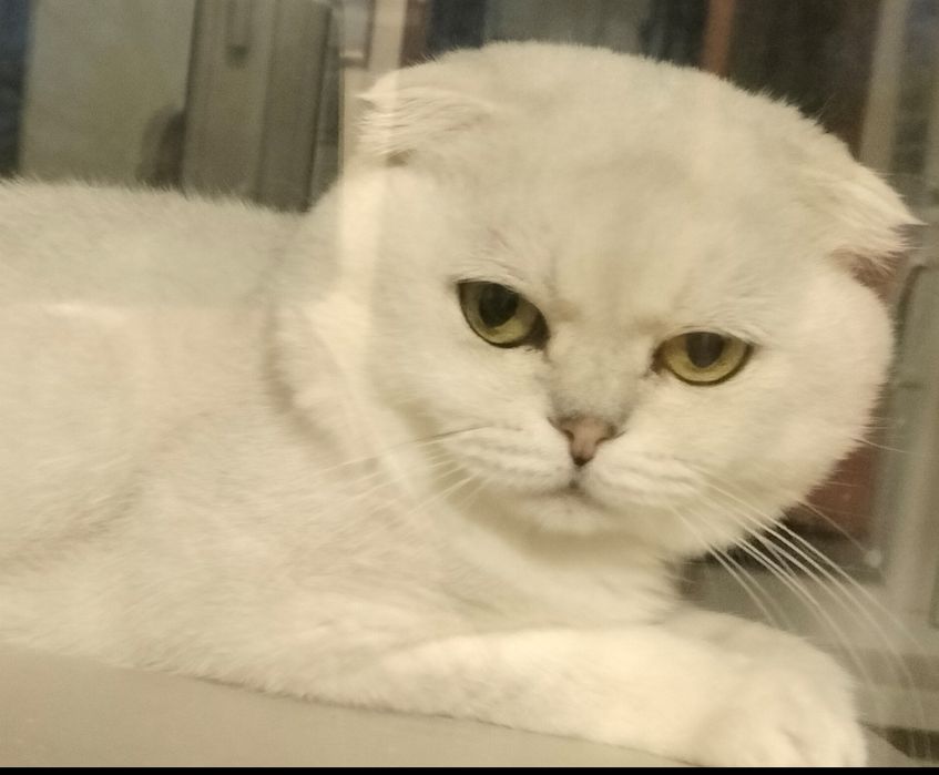 В'язка котів шотландська шиншила