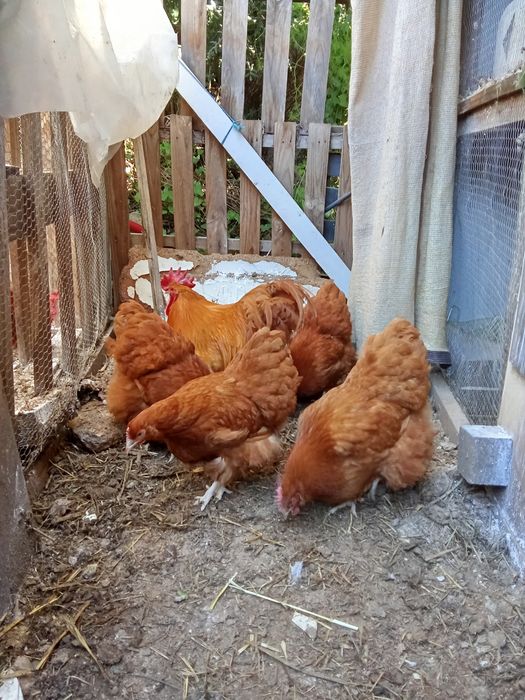Ovos galados de galinha de raça