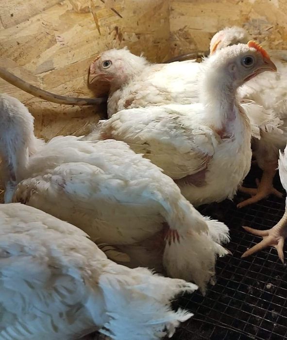 Курчата бройлера