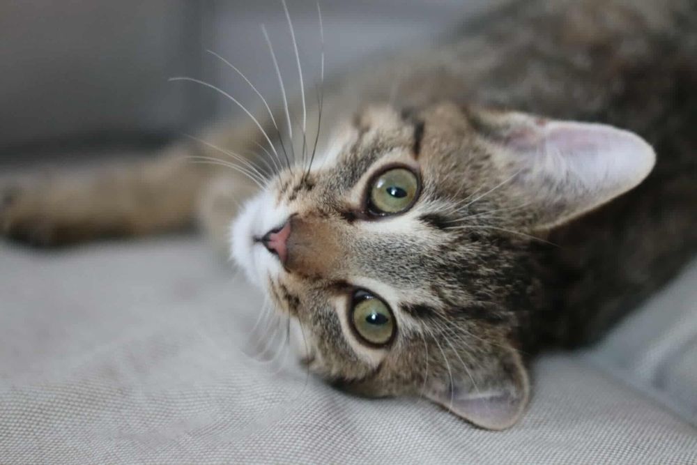 Szaraczek i Lisek - urocze maluchy szukają wspólnego domu