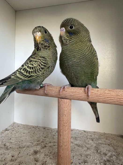 Casais de periquitos blackface