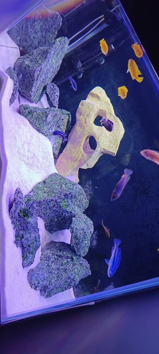 Wapień Filipiński skała kamień