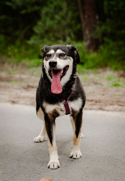 Cross kochany psiak czeka na miłość
