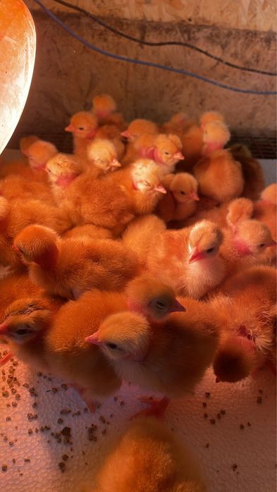Суточні курчата мясояєчних порід
