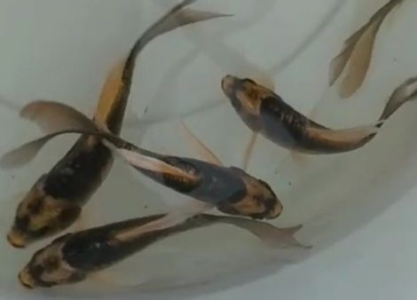 Карп кои, разные размеры и цвет