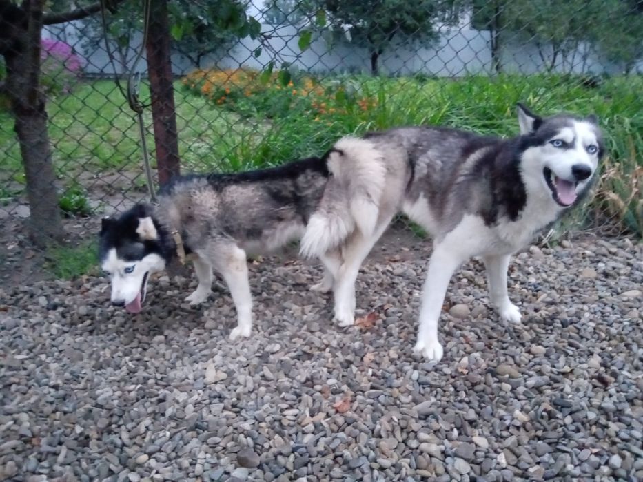 Хаскі цуценятя не дорого