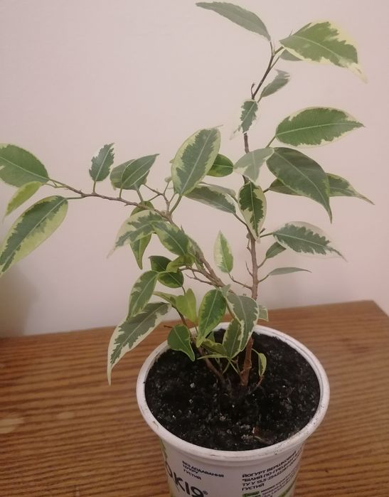 Кімнатні рослини