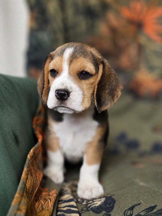 BEAGLE- szczeniak ZKwP , mniejszy w typie
