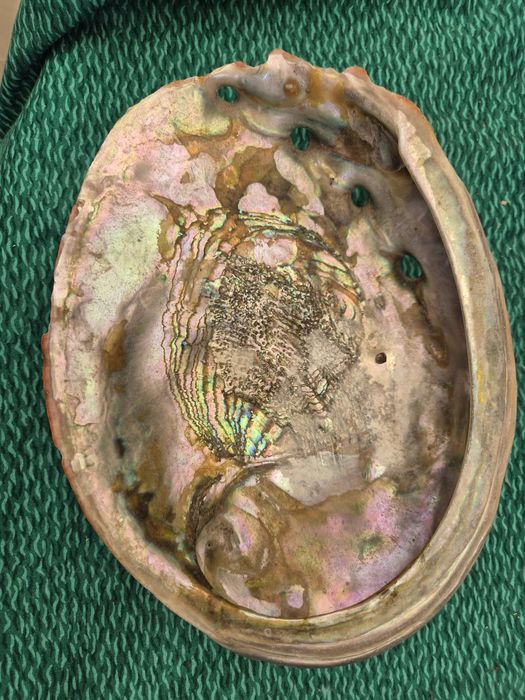 Duża muszla abalone
