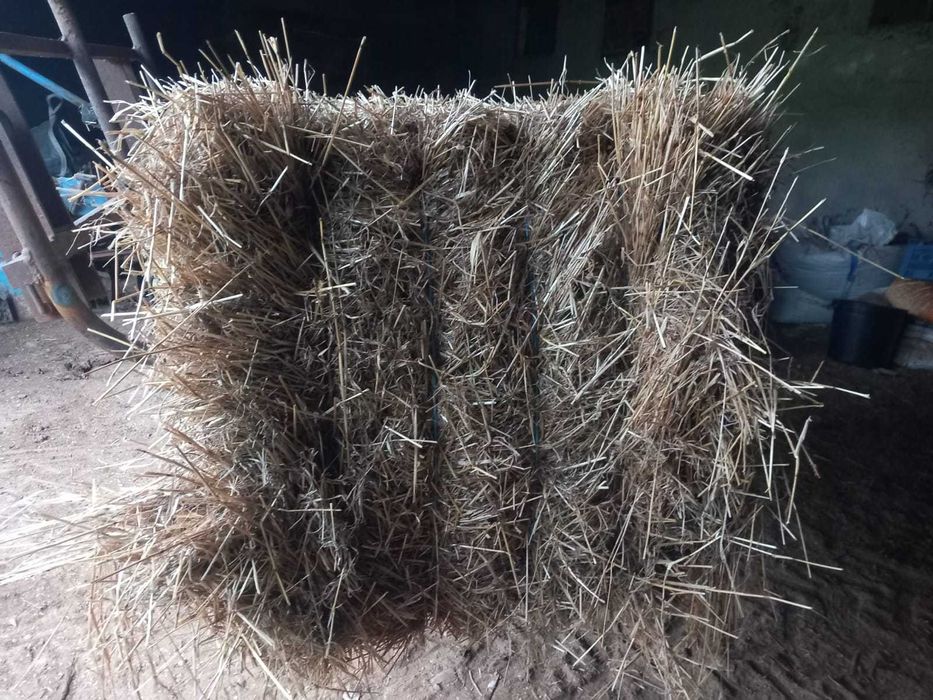 Palha de azevém Semedo