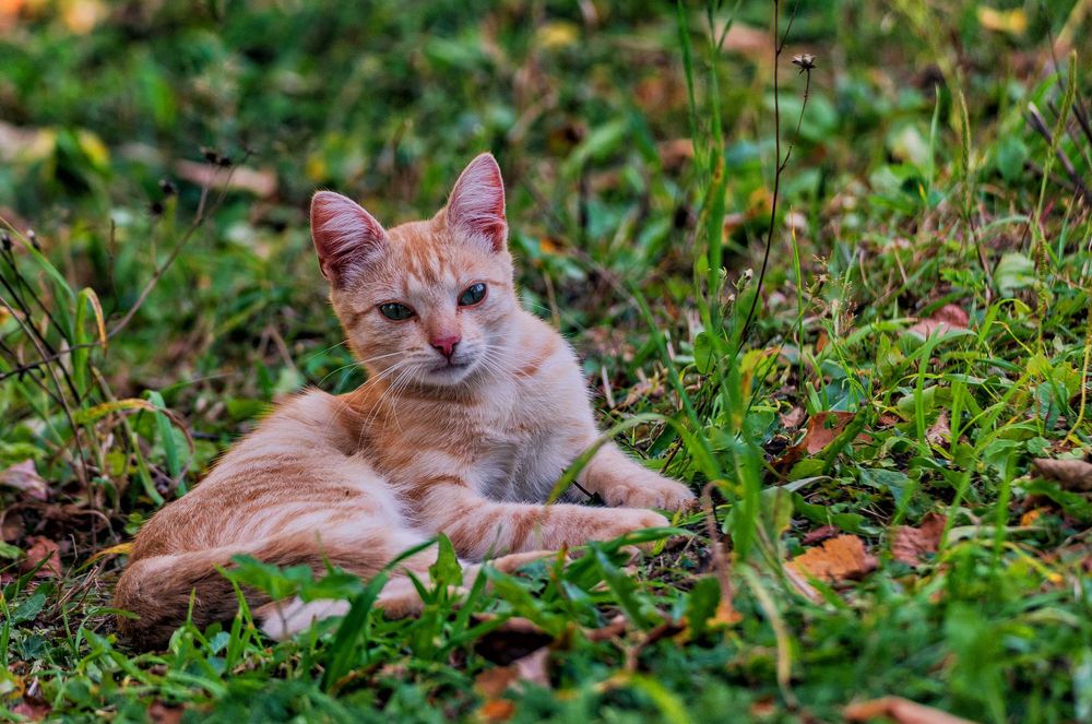 Młode kociaki do adopcji