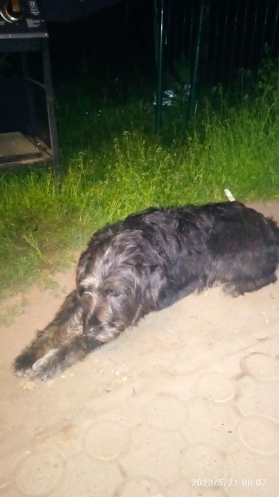 Zaginęła suczka .Czarna, wyżeł , długowłosa