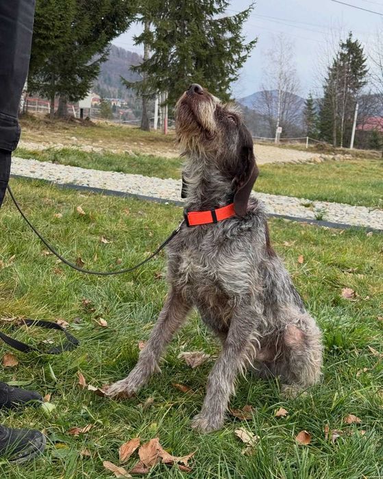 Фін, дратхаар, шукає дім