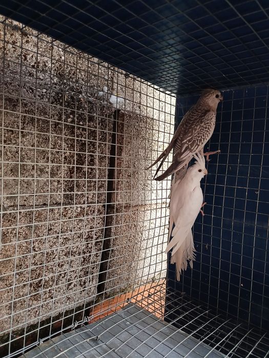 Casal Caturras Criadas pelos pais