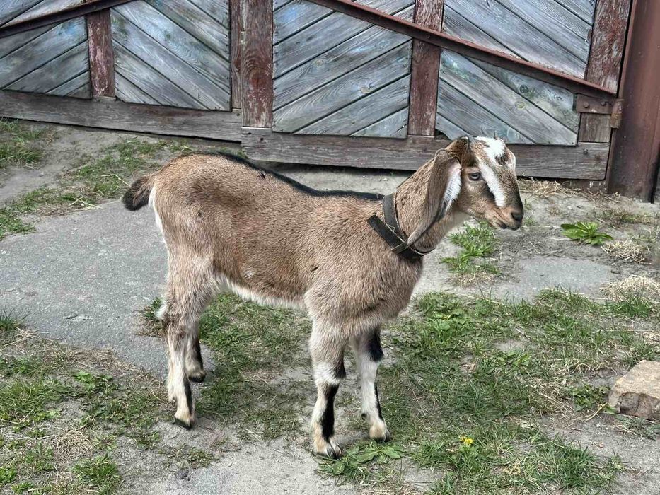 Продам Англо-нубійську кізочку