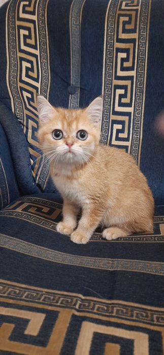 Золотая шотландская кошечка