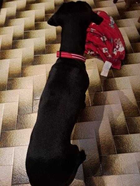 Adoto uma cadela de 5 anos, muito meiga, com as vacinas todas em dia porque vamos mudar de cidade