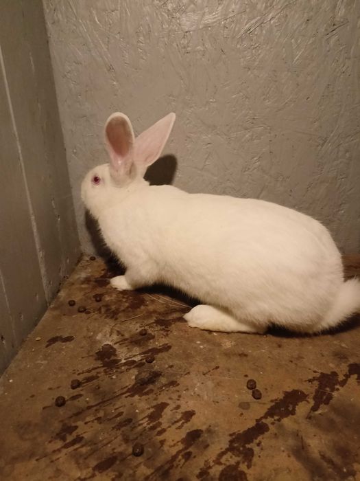 Królik - króliki samce TB  termondzkie