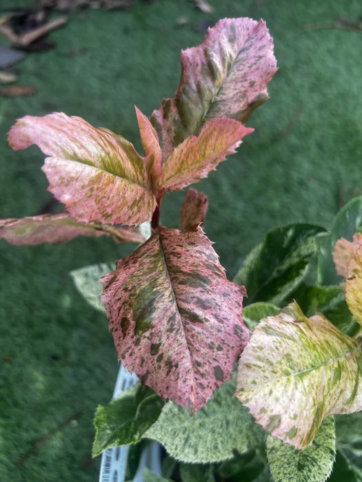 Photinias para sebes