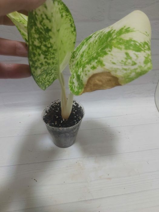 Аглаонема White Rose