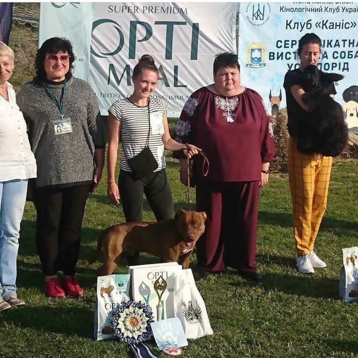 В'язка. Американський пітбультер'єр.