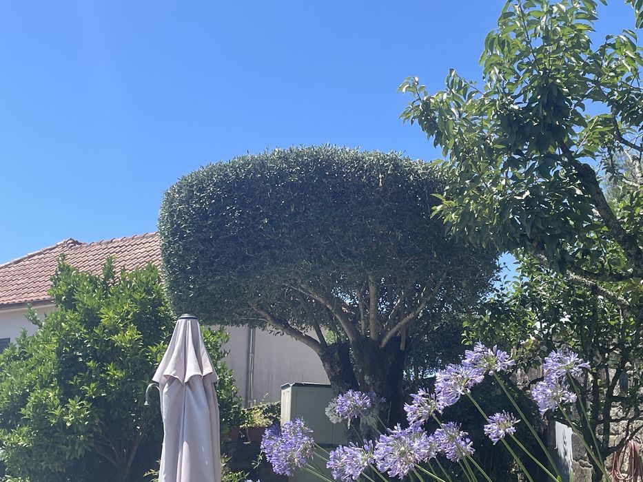 Serviço de Jardinagem