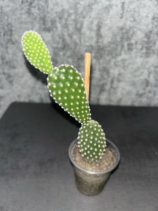 Кактус опунція вазон, традесканція