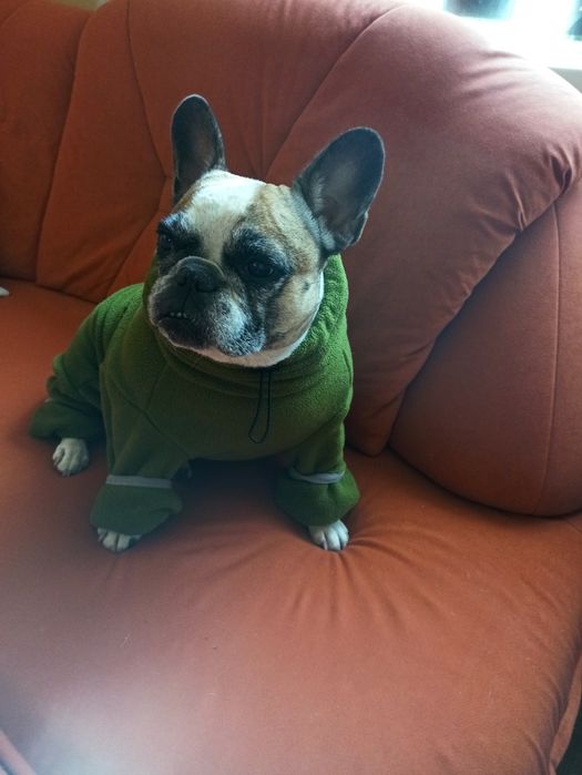 Комбінезон для французького бульдога