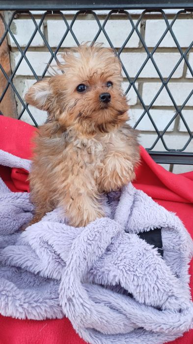 Міні хлопчик -йоркширський тер'єр.