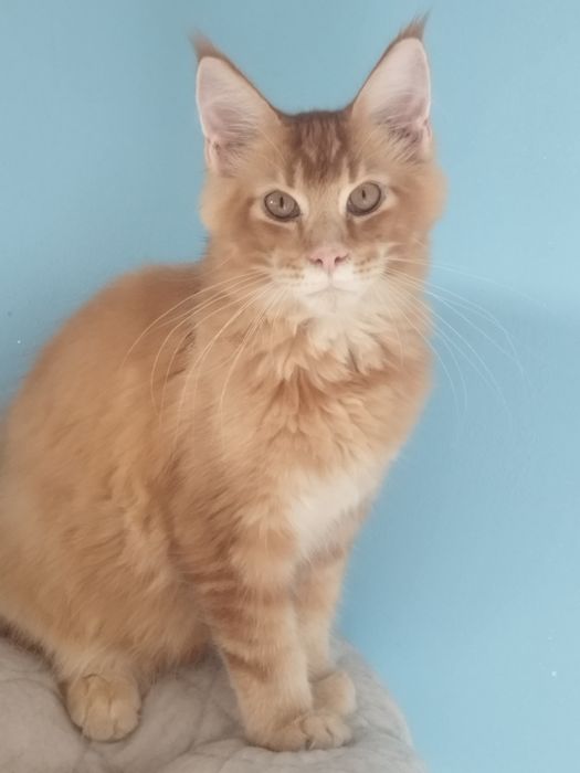 Kocurek i kotka Maine Coon 4,5  miesięczny