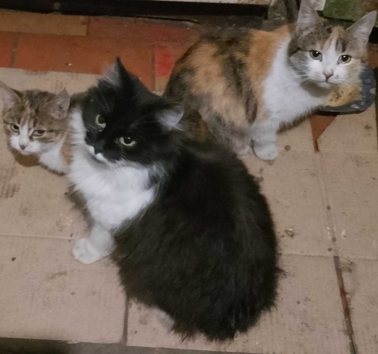 Котики шукають нового господаря
