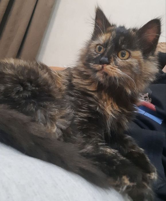 Киця безкоштовно в добрі руки