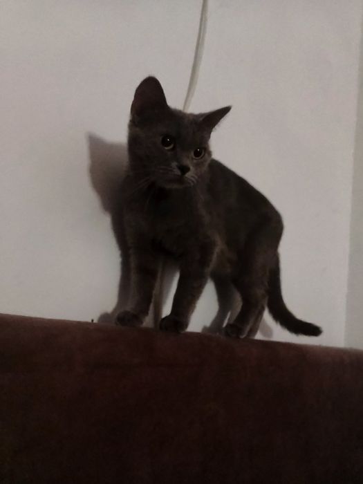 Продам прямовуху кішечку шотландської породи сірого окрасу