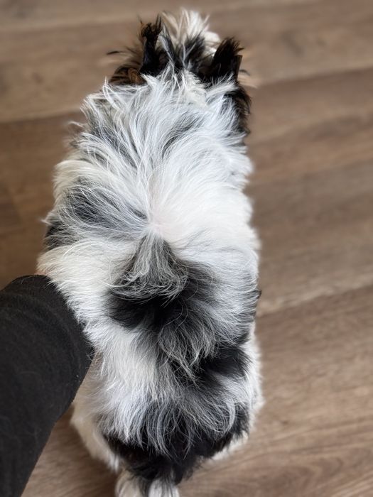 ‼️ Бивер  и́орк милый малыш