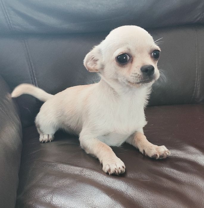 Chihuahua z rodowodem