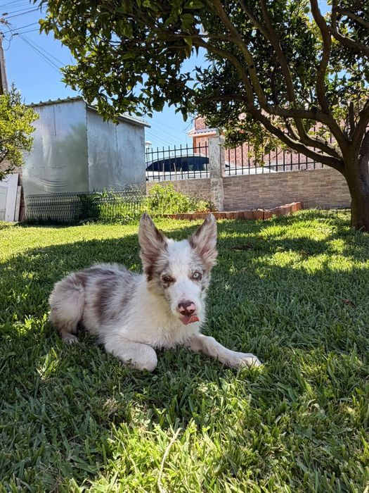 Menino border collie olho azul choco  merle