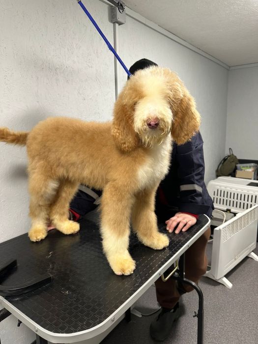 Королевский китайский гигант пудель/лабродудль