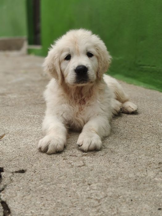 Golden Retriever fêmea
