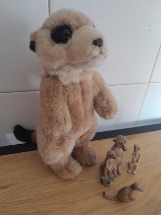 Colecção suricata
