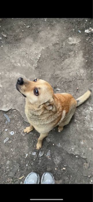 Отдам собаку в хорошие руки — кобель, 5 лет, Днепр