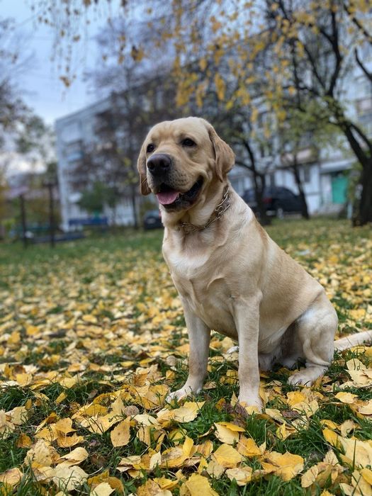 Вязка лабрадор ретривер