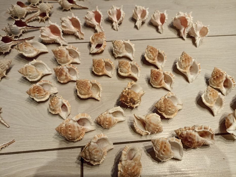 Ракушки ракушки рапан