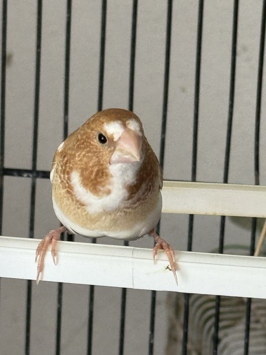 Bengalins - aves