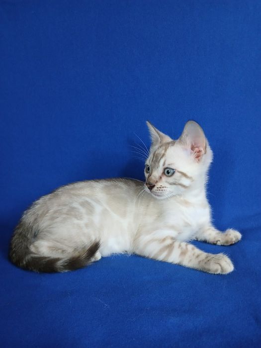 Бенгальские котята Линкс( снег)