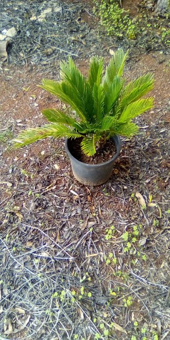 Palmeira da familia das Pálmaceas pronta para jardim, ou Terraço