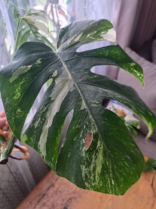 Monstera Variegata