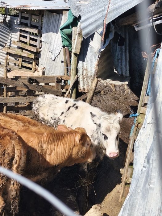 Vendo bezerro frisio