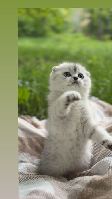 Кошенятка висловушки шотландські котики срібна шиншила породисті